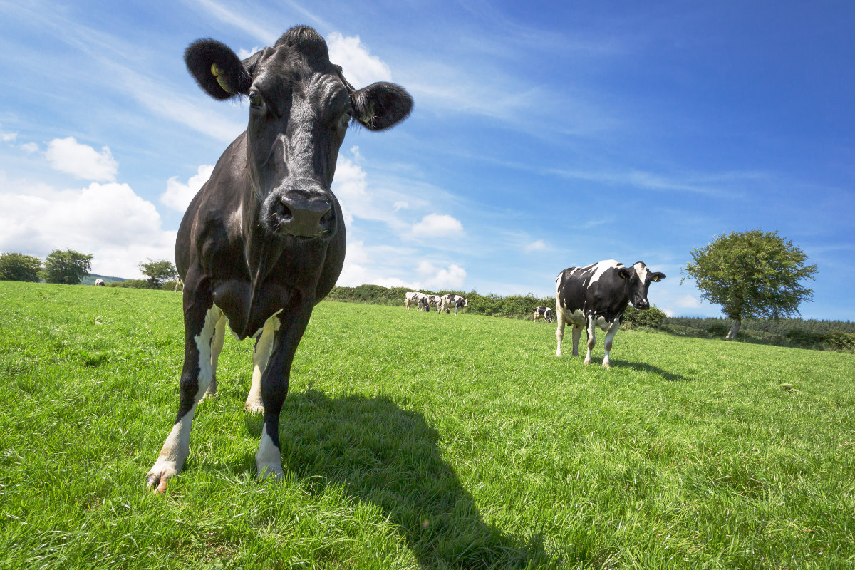 Arran Stout Mushroom and Onion Tart - Arran's Food Journey
